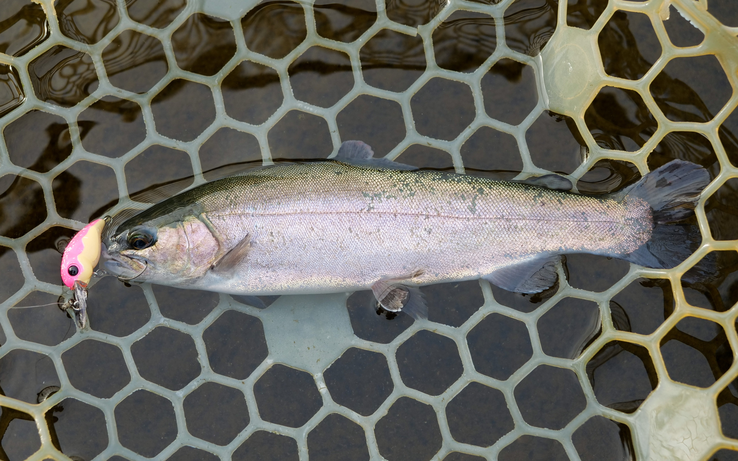 エンジェルエッグ オレンジ ゴールド グリーン エンジェルエッグ オレンジ ゴールド グリーン 楽天市場】【正規品